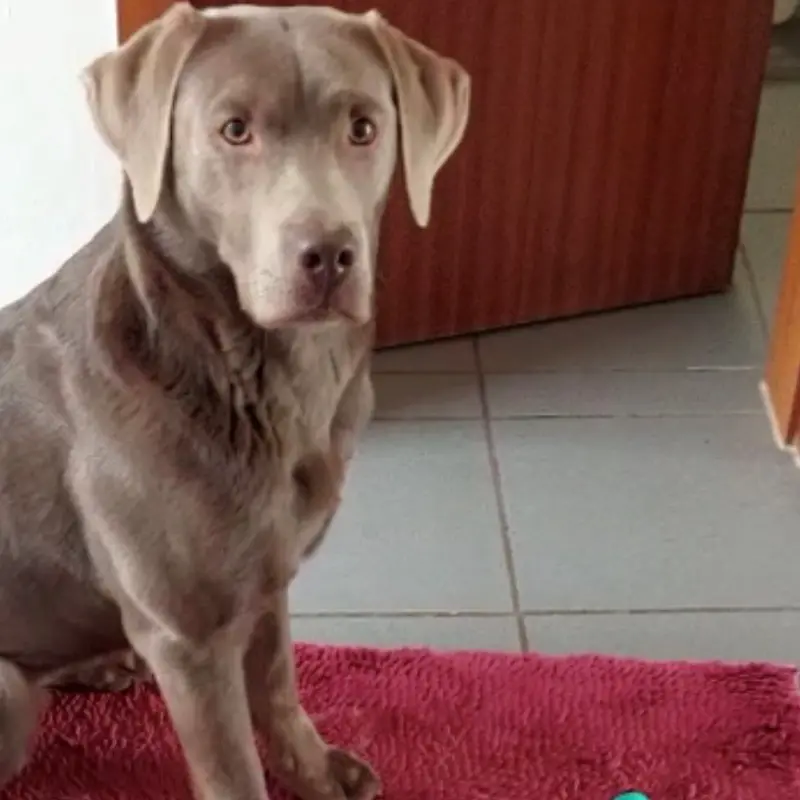 Labradordame Kira Labradordame Kira