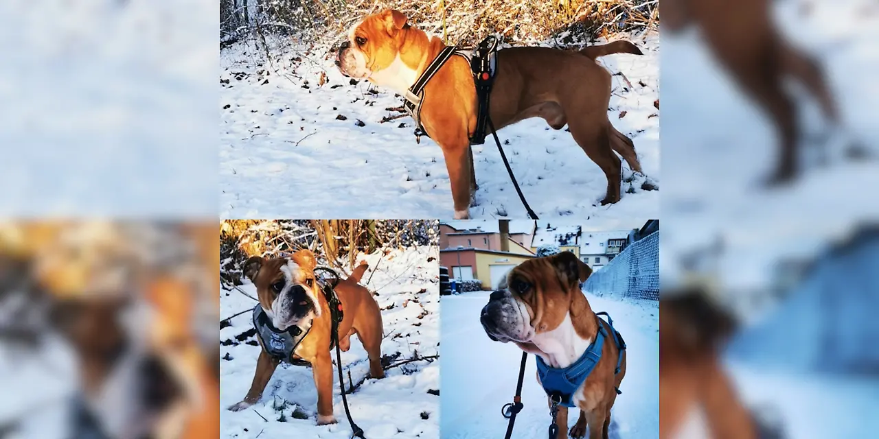 Hörerfoto Hund Odin liebt Winterspaß in Warin - Bianca aus Warin