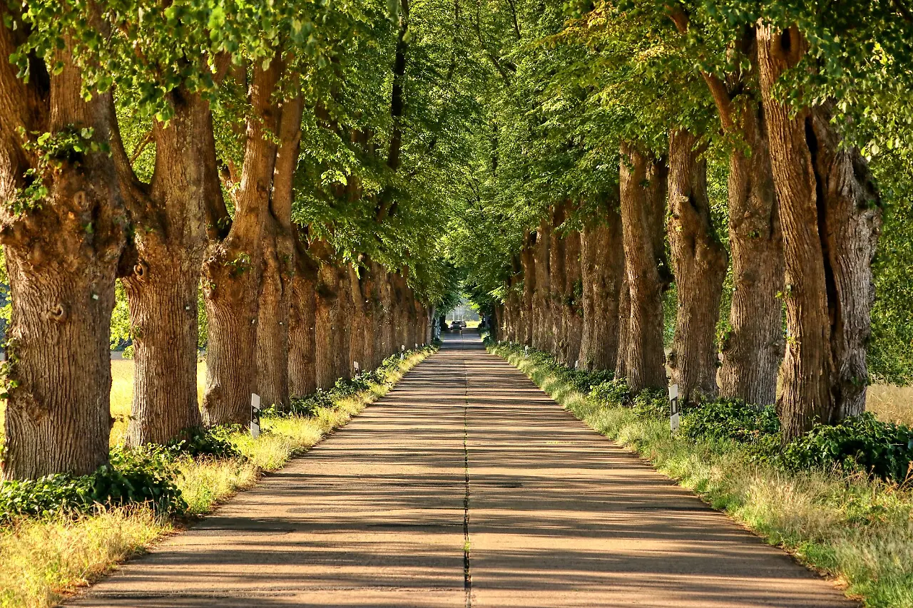 Licht und Schatten - Lindenallee Krummin  (René Storch)