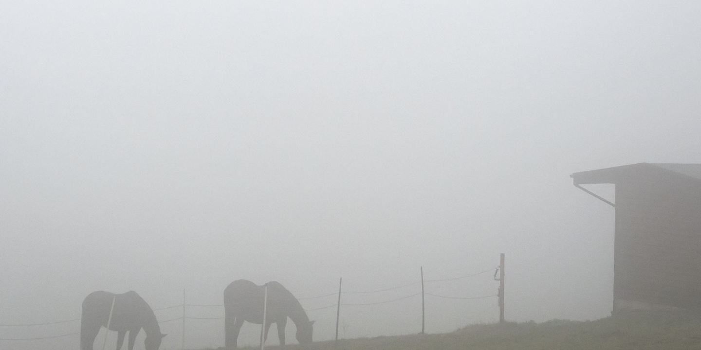 Zwei Pferde grasen bei Nieselregen und Nebel auf einer Weide.