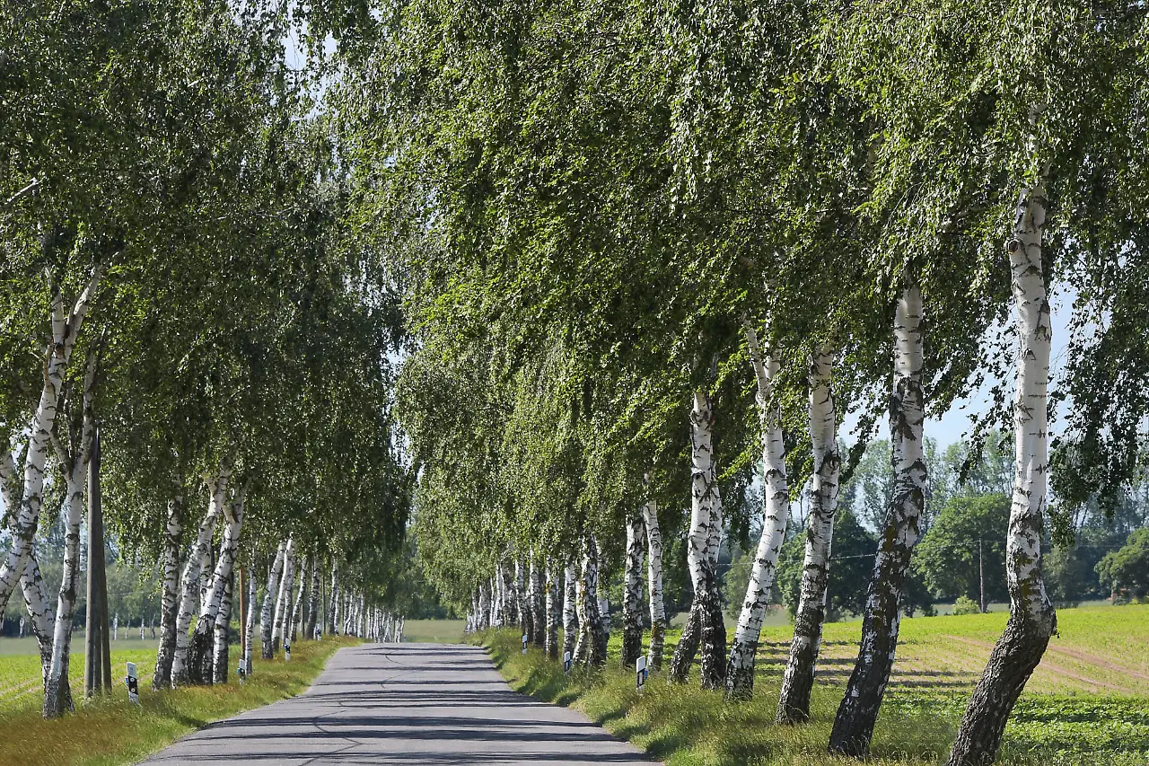 Luftige Sommerallee  (Maria Clauss)
