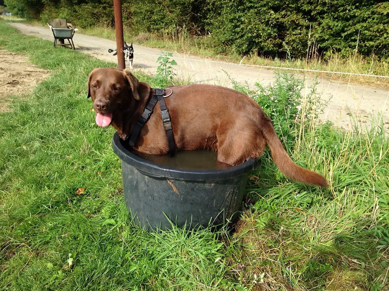Studiohund Emma (26).JPG